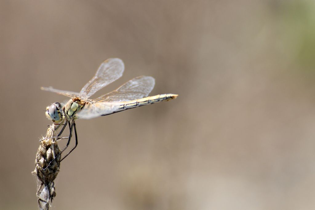 Tutti Sympetrum fonscolombei?